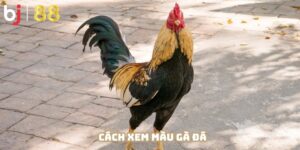 Cách Xem Màu Gà Đá - Bí Kíp Chốt Hạ Chiến Kê Đỉnh Cao