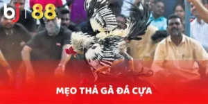 Mẹo Thả Gà Đá Cựa BJ88: Kỹ Thuật Quan Trọng Giúp Chiến Thắng